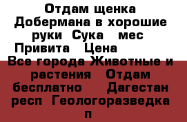 Отдам щенка Добермана в хорошие руки. Сука 5 мес. Привита › Цена ­ 5 000 - Все города Животные и растения » Отдам бесплатно   . Дагестан респ.,Геологоразведка п.